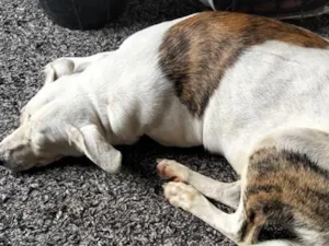 Cachorro raça SRD-ViraLata idade 7 a 11 meses nome branquinha