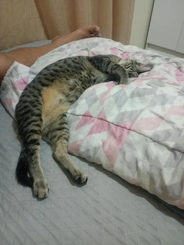 Gato raça SRD-ViraLata idade 1 ano nome milton