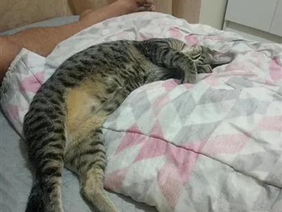 Gato raça SRD-ViraLata idade 1 ano nome milton
