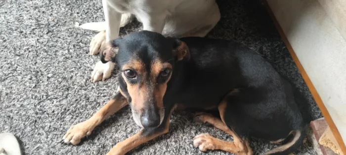Cachorro raça SRD-ViraLata idade 6 ou mais anos nome pretinha