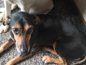 Cachorro raça SRD-ViraLata idade 6 ou mais anos nome pretinha