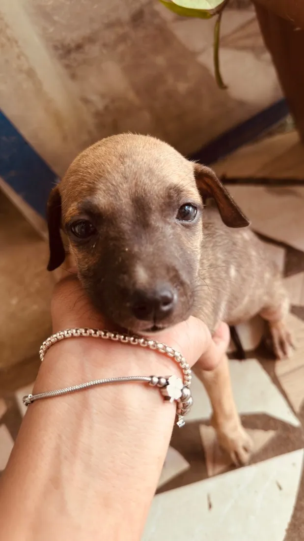 Cachorro raça SRD-ViraLata idade 2 a 6 meses nome mell