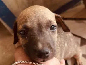 Cachorro raça SRD-ViraLata idade 2 a 6 meses nome mell