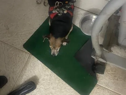 Cachorro raça SRD-ViraLata idade 6 ou mais anos nome Scooby 