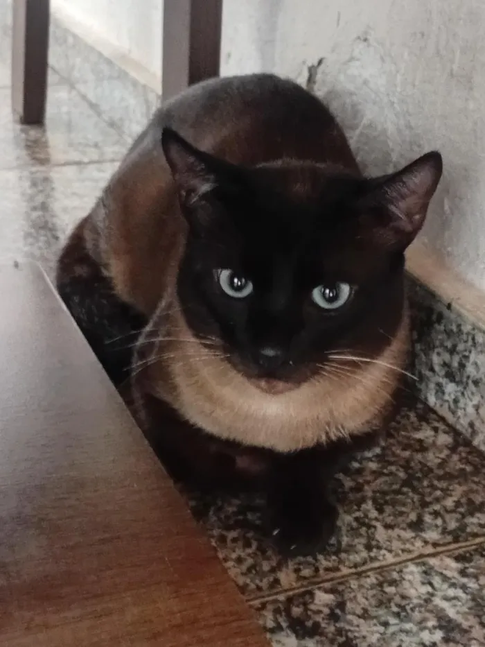 Gato raça Siamês idade 1 ano nome Pantufas