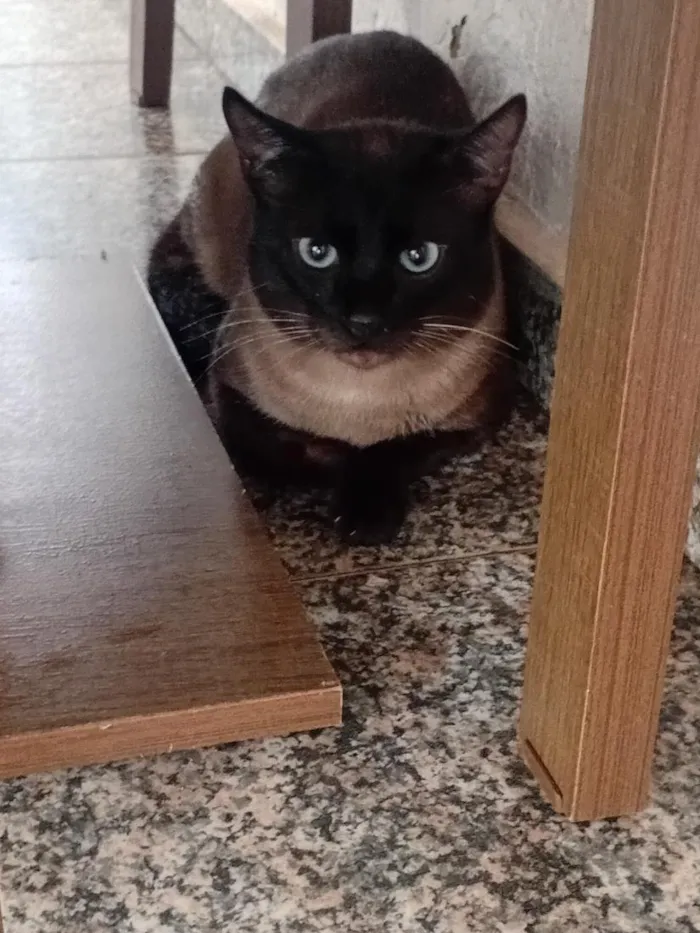 Gato raça Siamês idade 1 ano nome Pantufas