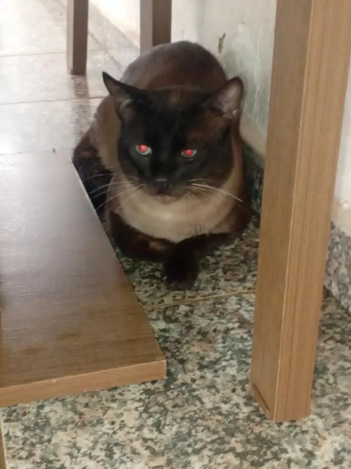 Gato raça Siamês idade 1 ano nome Pantufas