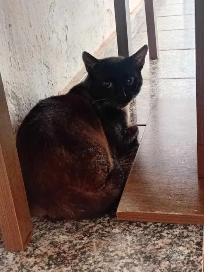 Gato raça Siamês idade 1 ano nome Pantufas