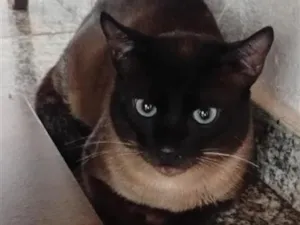 Gato raça Siamês idade 1 ano nome Pantufas