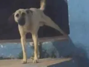 Cachorro raça SRD-ViraLata idade 1 ano nome raul