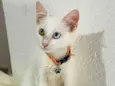 Mingau