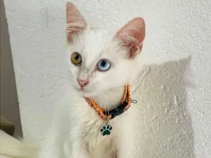 Gato raça Angorá idade 2 a 6 meses nome Mingau