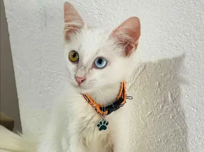 Gato raça Angorá idade 2 a 6 meses nome Mingau