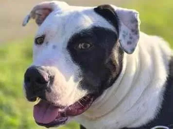 Cachorro raça SRD-ViraLata idade 7 a 11 meses nome Kiara