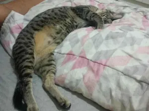 Gato raça SRD-ViraLata idade 1 ano nome milton