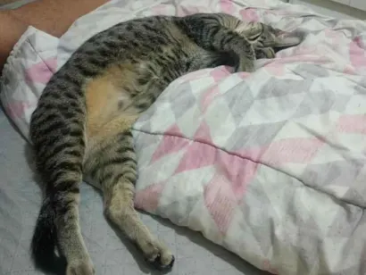 Gato raça SRD-ViraLata idade 1 ano nome milton