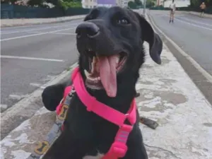 Cachorro raça SRD-ViraLata idade 1 ano nome Kiara