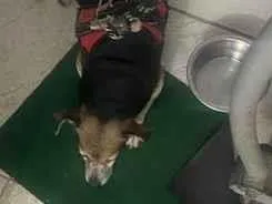 Cachorro raça SRD-ViraLata idade 6 ou mais anos nome Scooby 