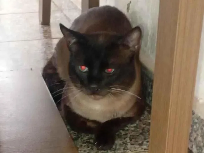 Gato raça Siamês idade 1 ano nome Pantufas