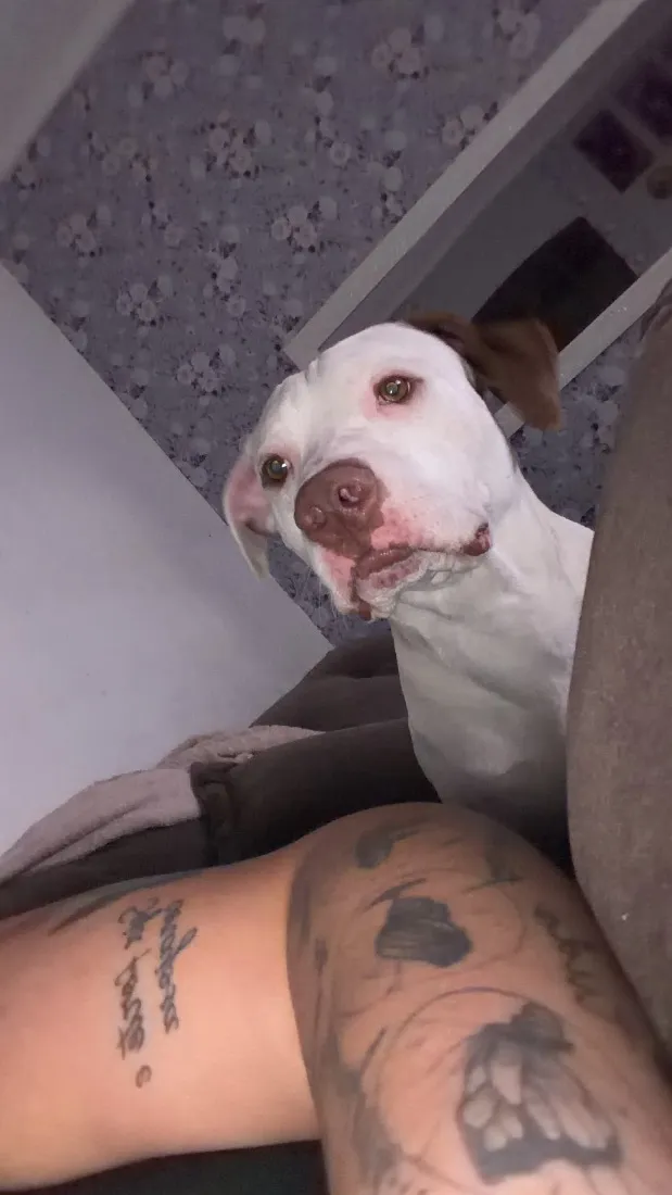 Cachorro raça Pit-Bull idade 2 anos nome Francisco 