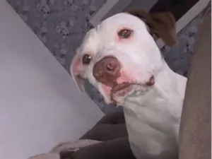Cachorro raça Pit-Bull idade 2 anos nome Francisco 