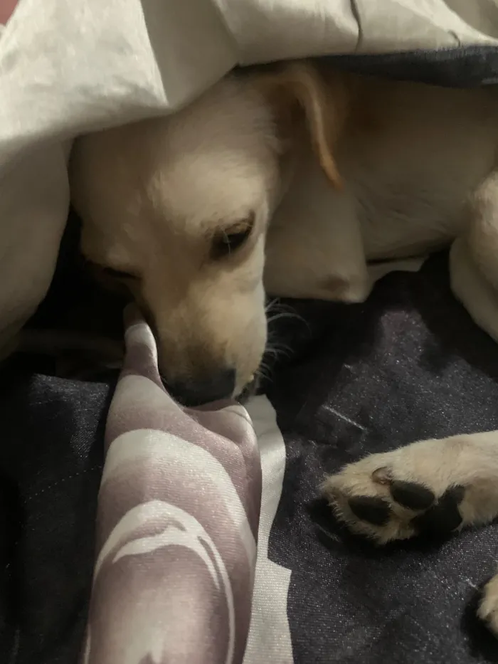 Cachorro raça SRD-ViraLata idade 1 ano nome Berlim