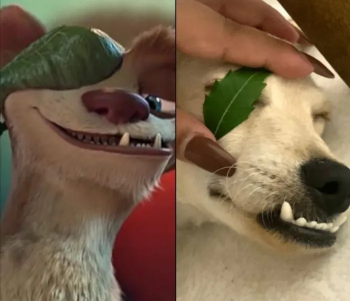 Cachorro raça SRD-ViraLata idade 1 ano nome Berlim