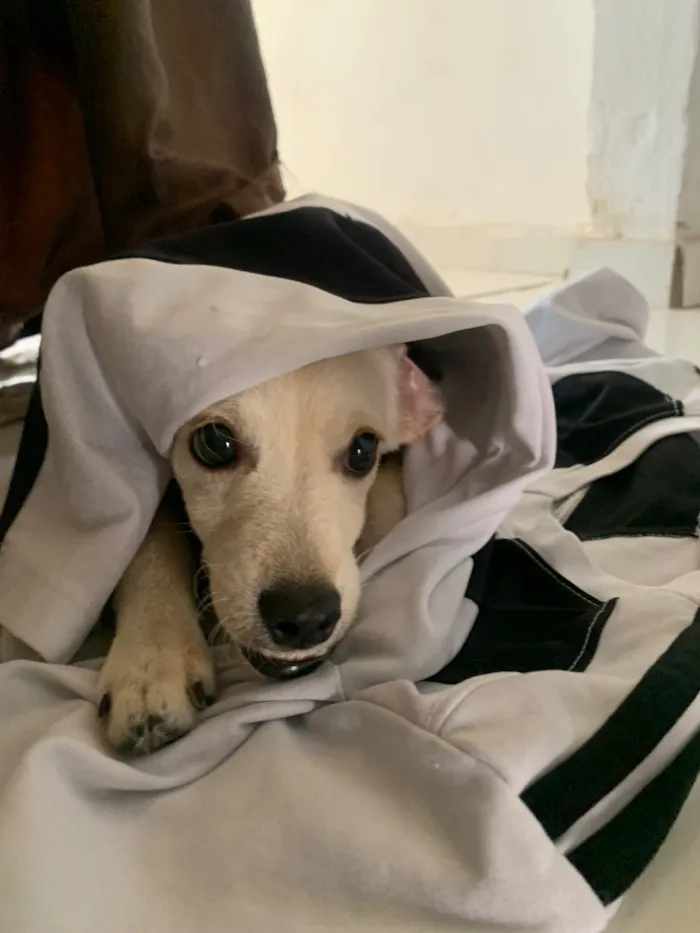 Cachorro raça SRD-ViraLata idade 1 ano nome Berlim