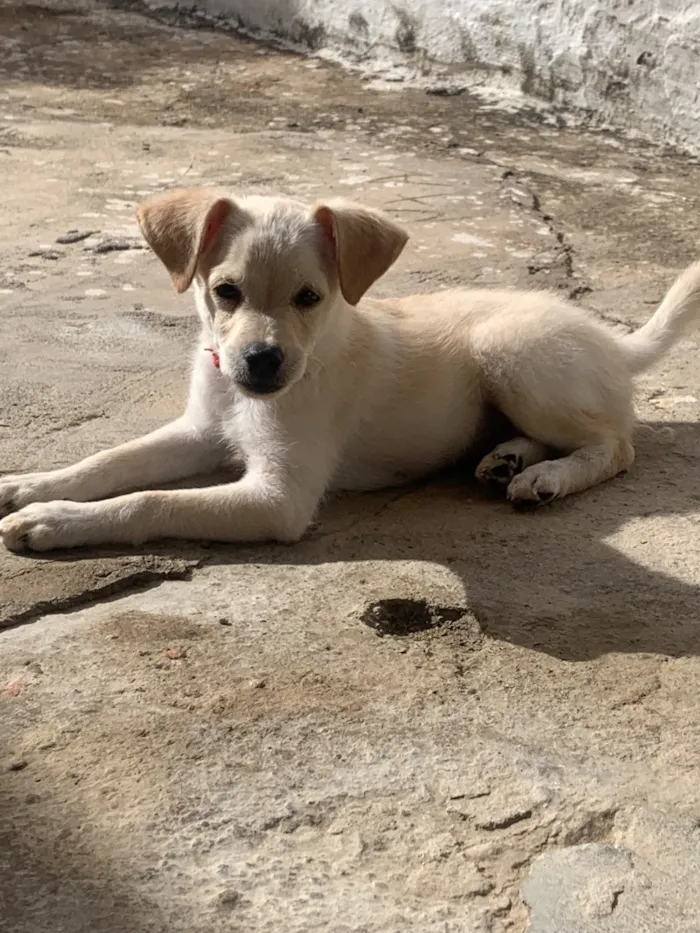 Cachorro raça SRD-ViraLata idade 1 ano nome Berlim