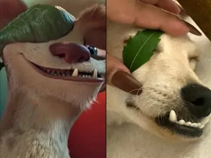 Cachorro raça SRD-ViraLata idade 1 ano nome Berlim