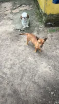 Lua