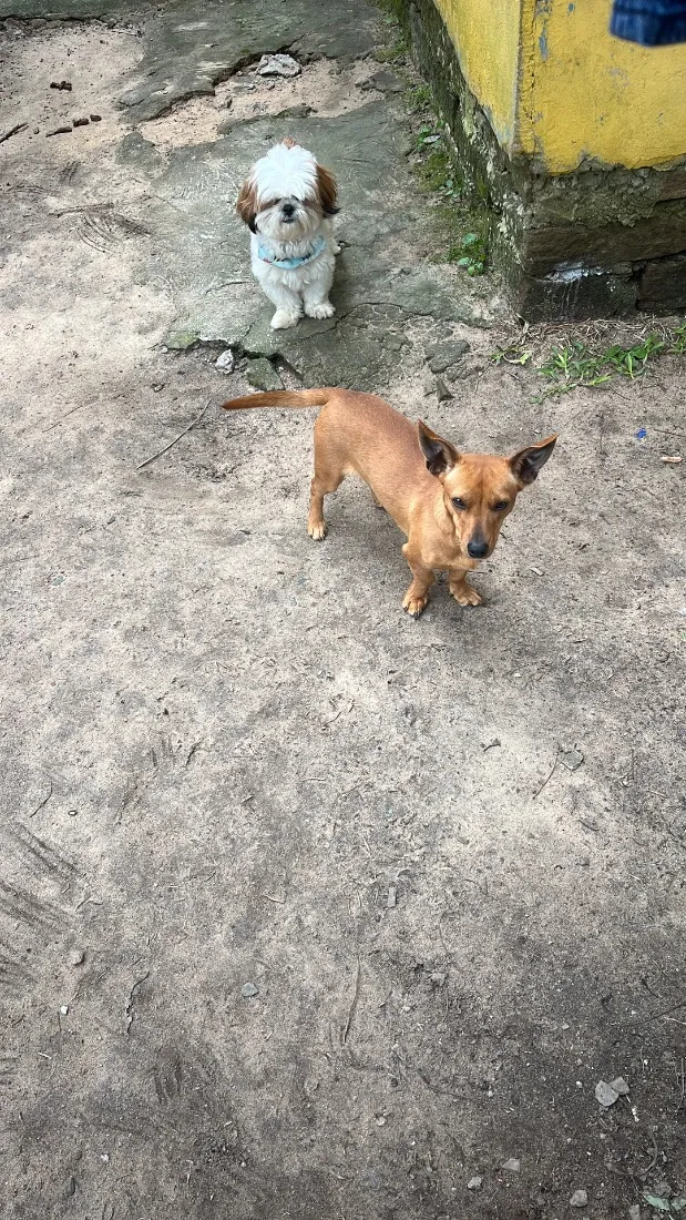 Cachorro raça SRD-ViraLata idade 1 ano nome Lua
