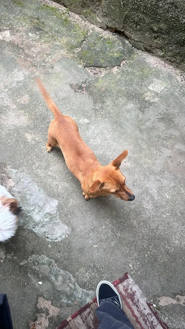 Cachorro raça SRD-ViraLata idade 1 ano nome Lua