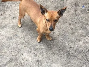 Cachorro raça SRD-ViraLata idade 1 ano nome Lua