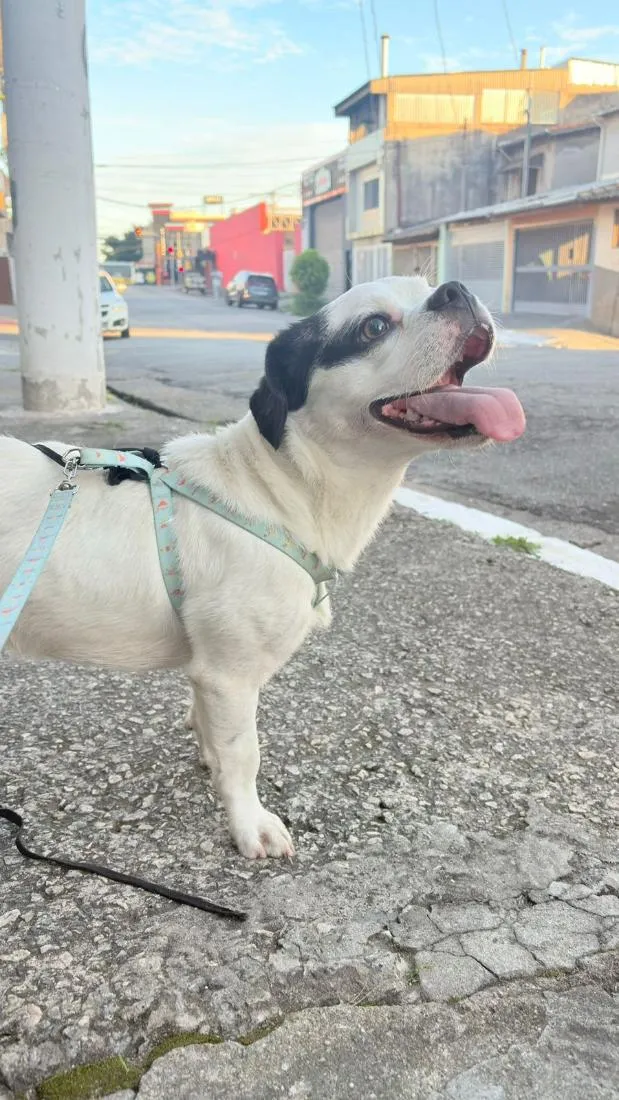 Cachorro raça SRD-ViraLata idade 1 ano nome Spayk