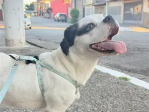 Cachorro raça SRD-ViraLata idade 1 ano nome Spayk