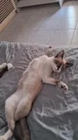 faísca 