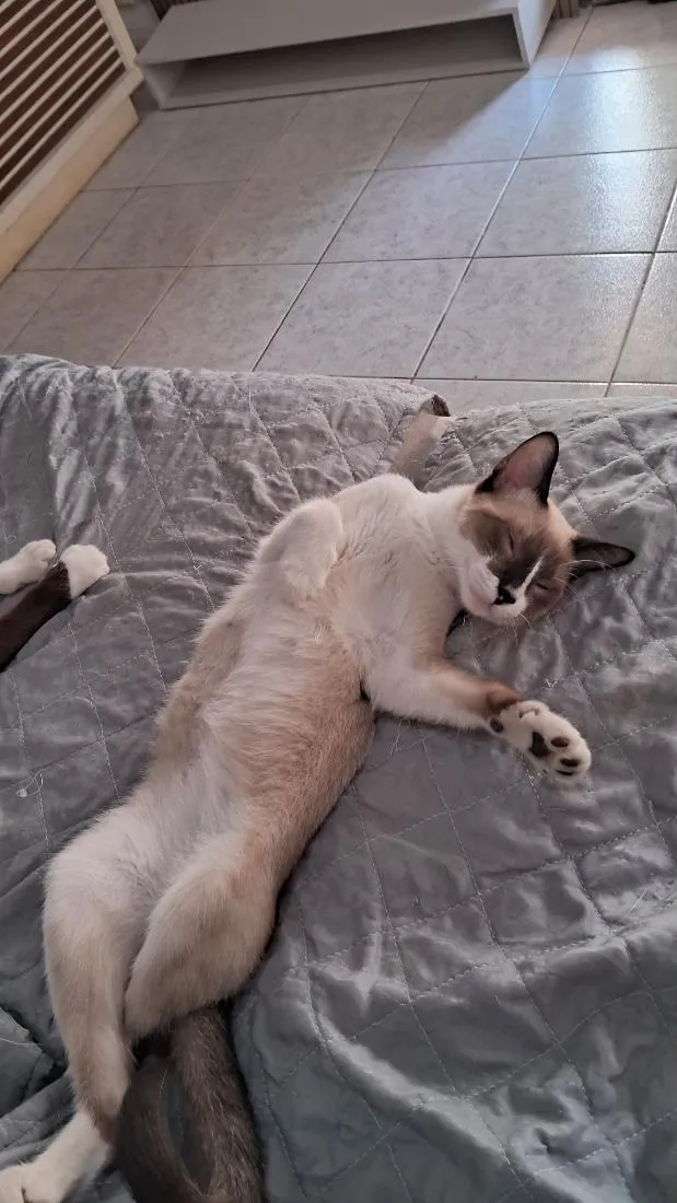 Gato raça Siamês idade 2 a 6 meses nome faísca 