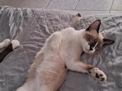 Gato raça Siamês idade 2 a 6 meses nome faísca 