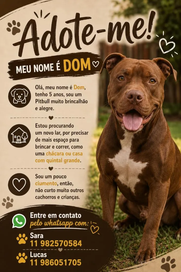Cachorro raça Pit-Bull idade 5 anos nome Dom