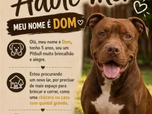 Cachorro raça Pit-Bull idade 5 anos nome Dom