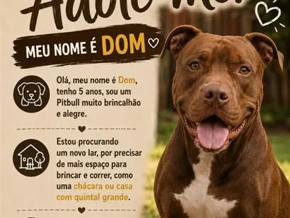 Cachorro raça Pit-Bull idade 5 anos nome Dom