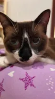 Branca