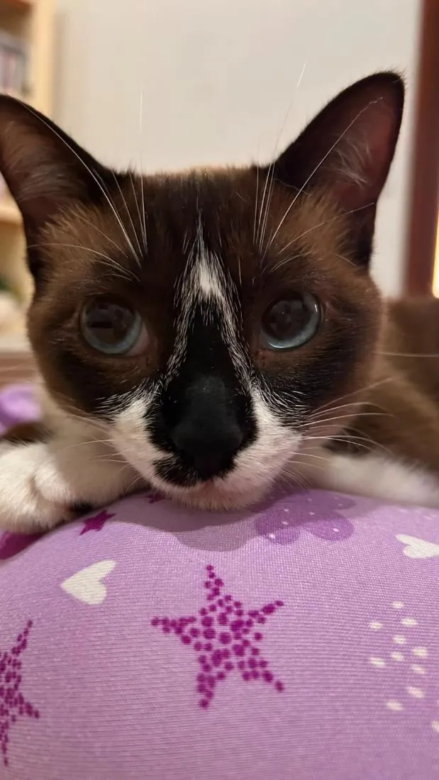 Gato raça SRD-ViraLata idade 2 a 6 meses nome Branca