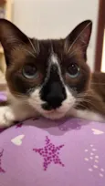 Branca