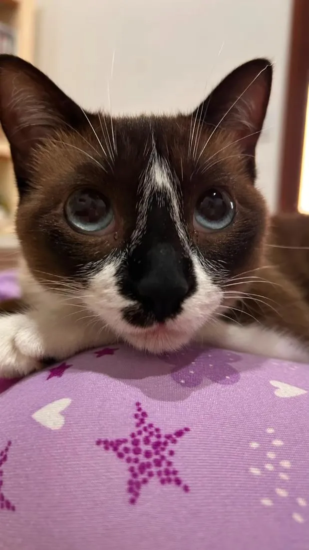 Gato raça SRD-ViraLata idade 2 a 6 meses nome Branca