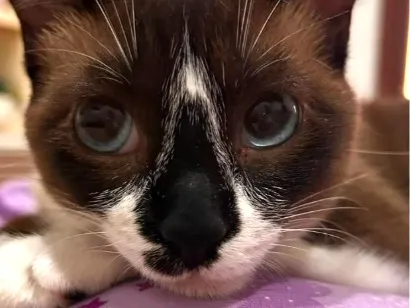 Gato raça SRD-ViraLata idade 2 a 6 meses nome Branca