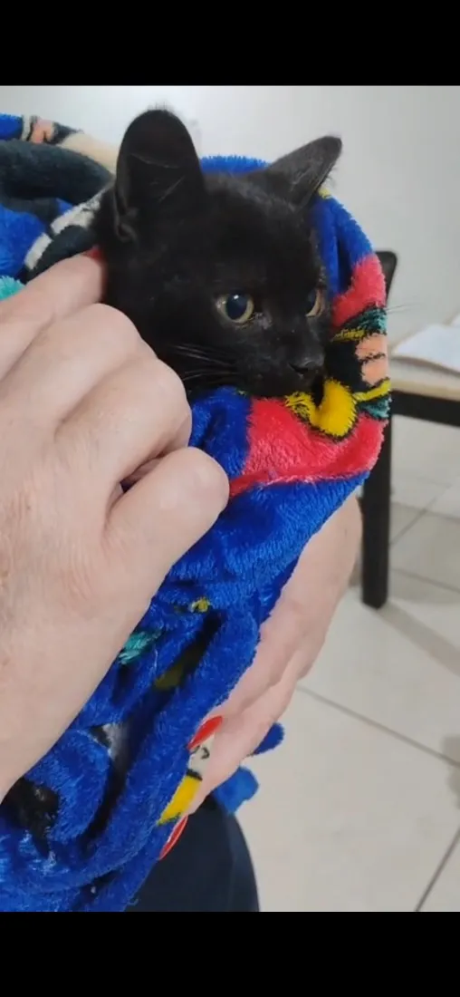 Gato raça SRD-ViraLata idade 2 a 6 meses nome Sem nome.