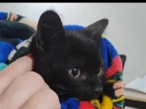 Gato raça SRD-ViraLata idade 2 a 6 meses nome Sem nome.
