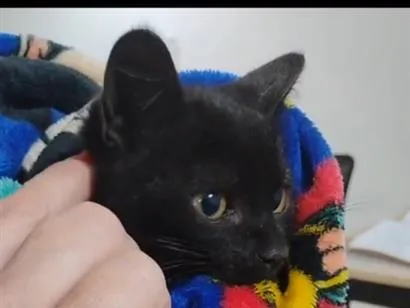 Gato raça SRD-ViraLata idade 2 a 6 meses nome Sem nome.